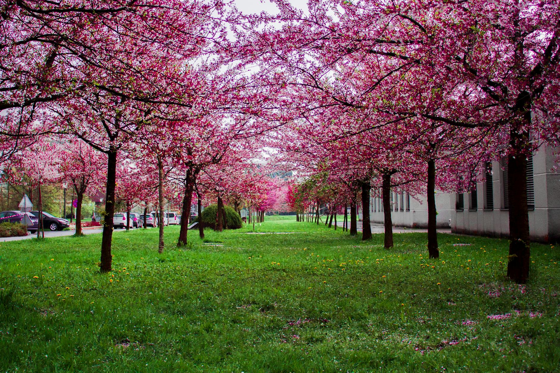 pink leafed trees on green grass field